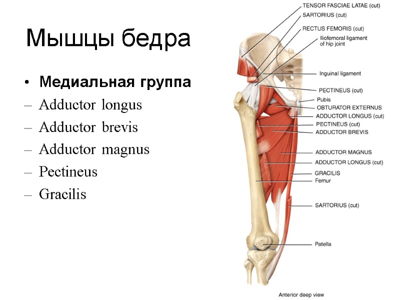 Медиальная группа Adductor longus Adductor brevis Adductor magnus Pectineus Gracilis Мышцы бедра